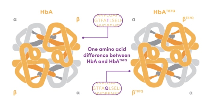 Production of functional HbA derived from ZYNTEGLO